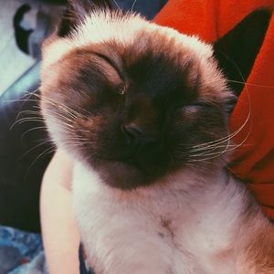 Meet your Posher, Sidney